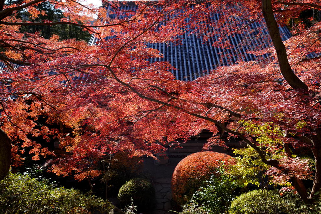 崇禅寺のモミジ