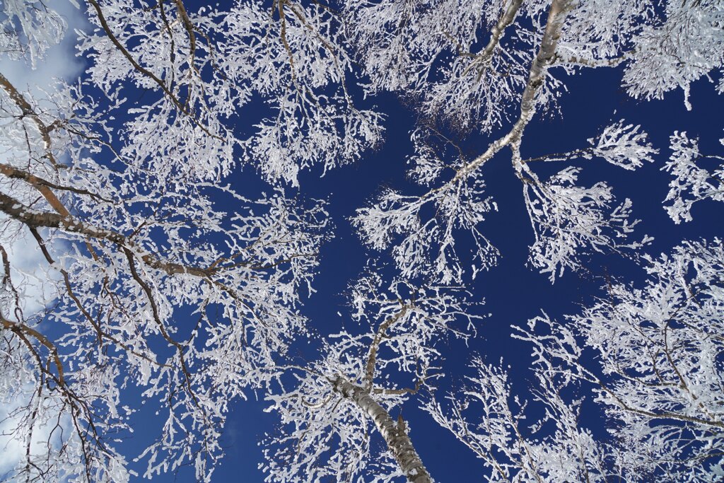 霧氷の空