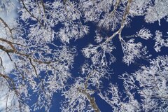 霧氷の空