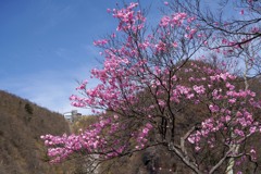 アカギツツジ　青空に咲いて