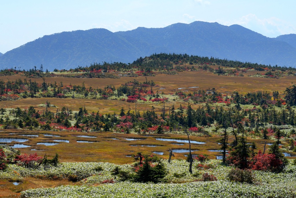 苗場山の秋