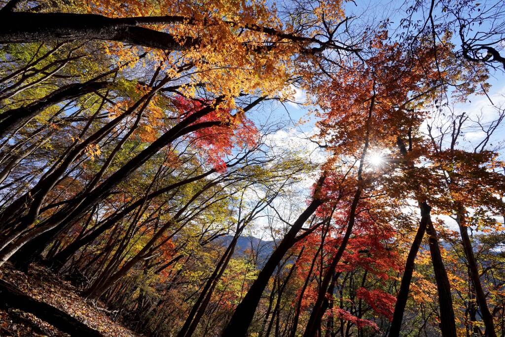 モミジ彩る山