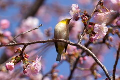 甘い香りに誘われて