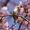 甘い香りに誘われて