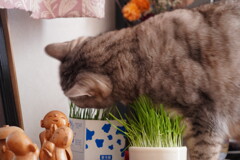 猫草大好き