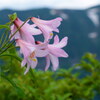 姫の咲く尾根