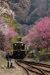 花桃列車