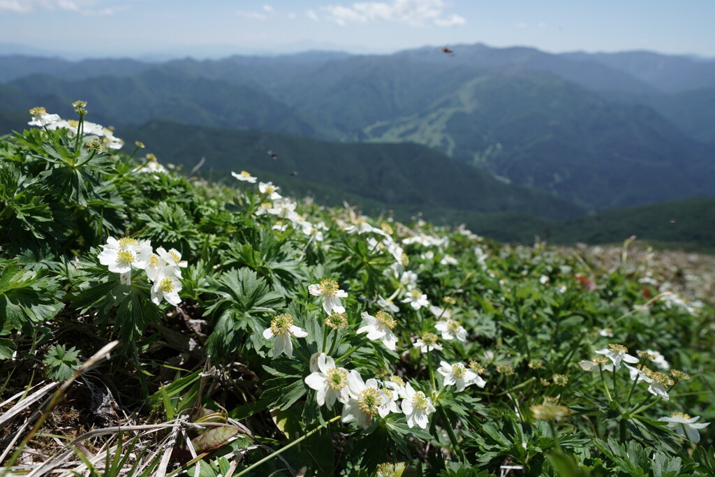 ハクサンイチゲ咲く平標山