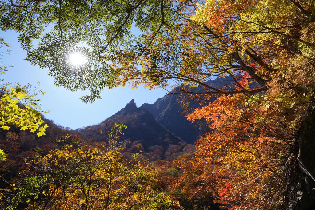 紅葉とトンガリ