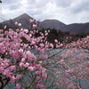 社山とアカヤシオ