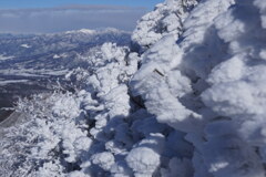 エビシッポのウロコ