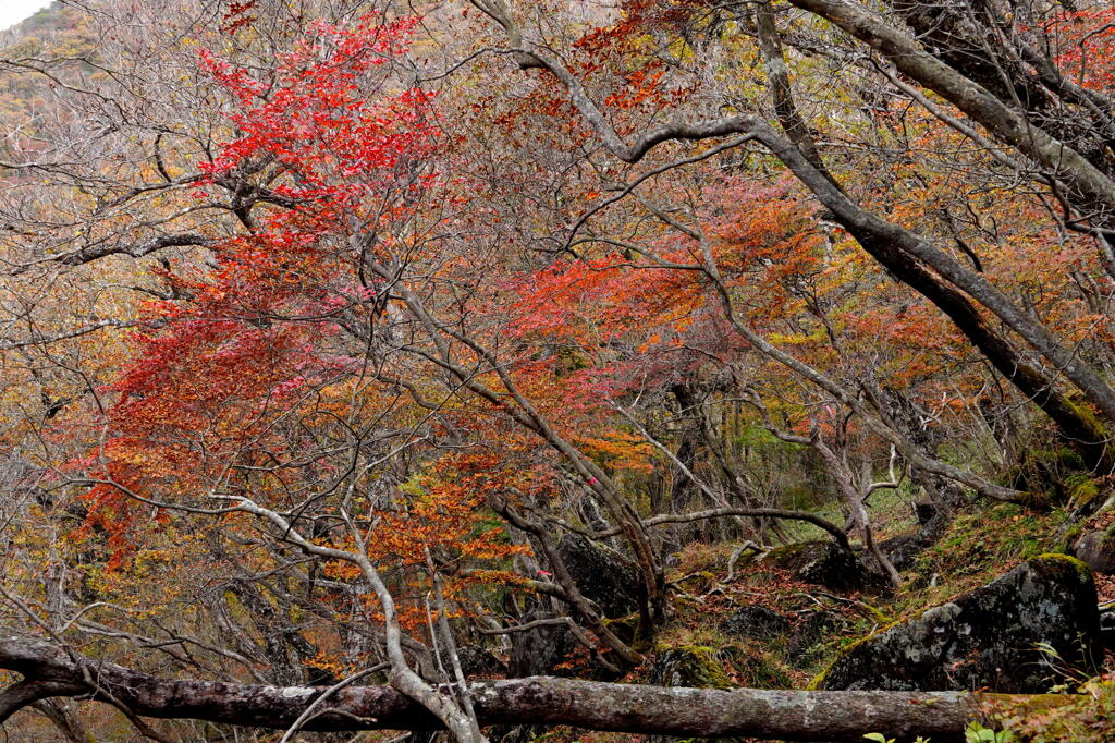 篭山の秋