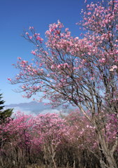 アカヤシオ咲く袈裟丸山