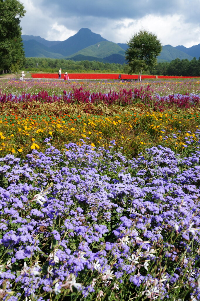 期間限定の花園