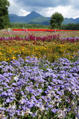 期間限定の花園