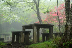 ツツジのベンチ