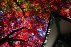 モミジ仰ぐ崇禅寺