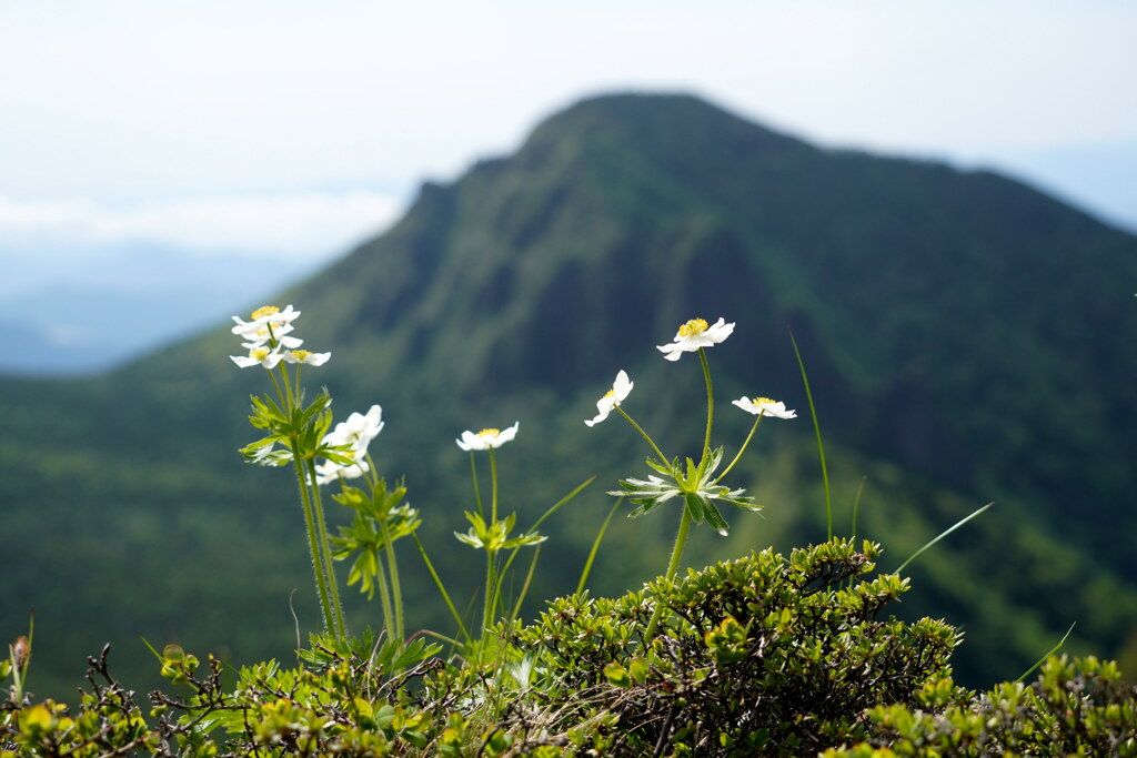 ハクサンイチゲと牙山