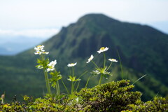 ハクサンイチゲと牙山