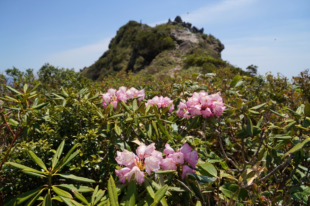 シャクナゲ咲く谷川岳