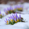 雪クロッカス