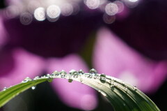 雨あがり