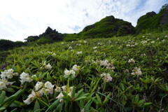 岩尾根覆うハクサンシャクナゲ