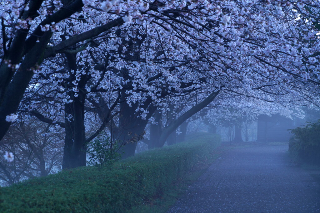 朝霧の桜道