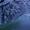 朝霧の桜道