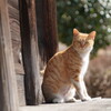 療養中