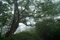 霧に霞む大木