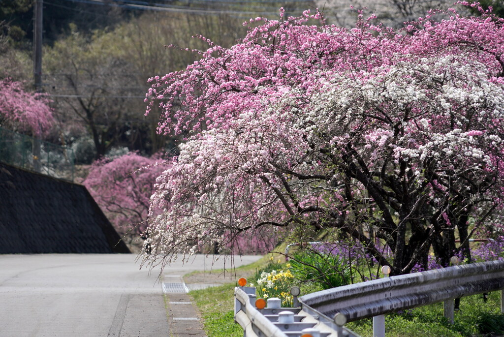 花桃の道