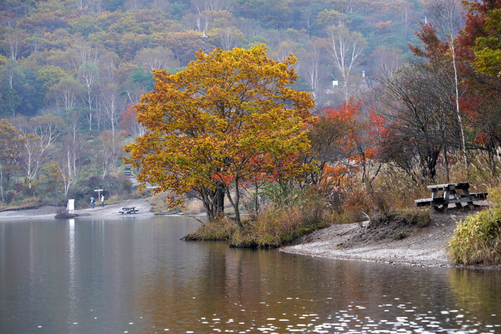紅葉のベンチ