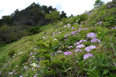 花畑咲くアサマコザクラ