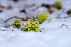里山の春