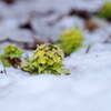 里山の春