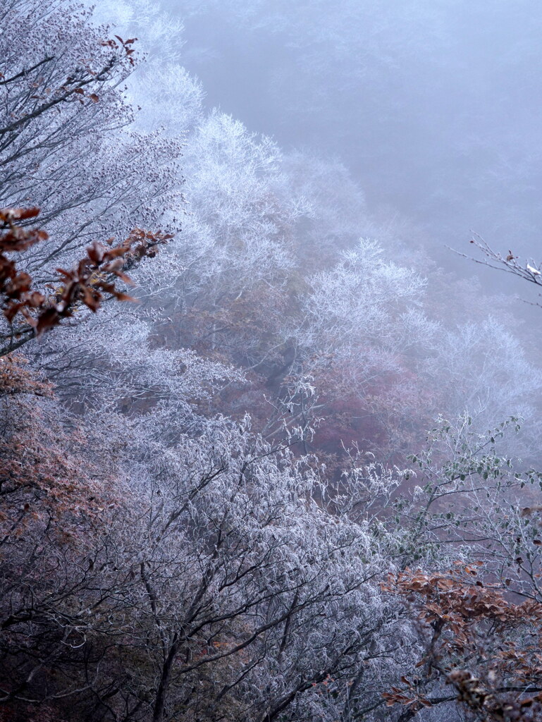 冬桜