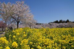 黄色の絨毯とピンクの並木道