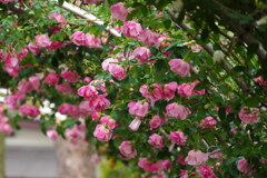 薔薇アーチ