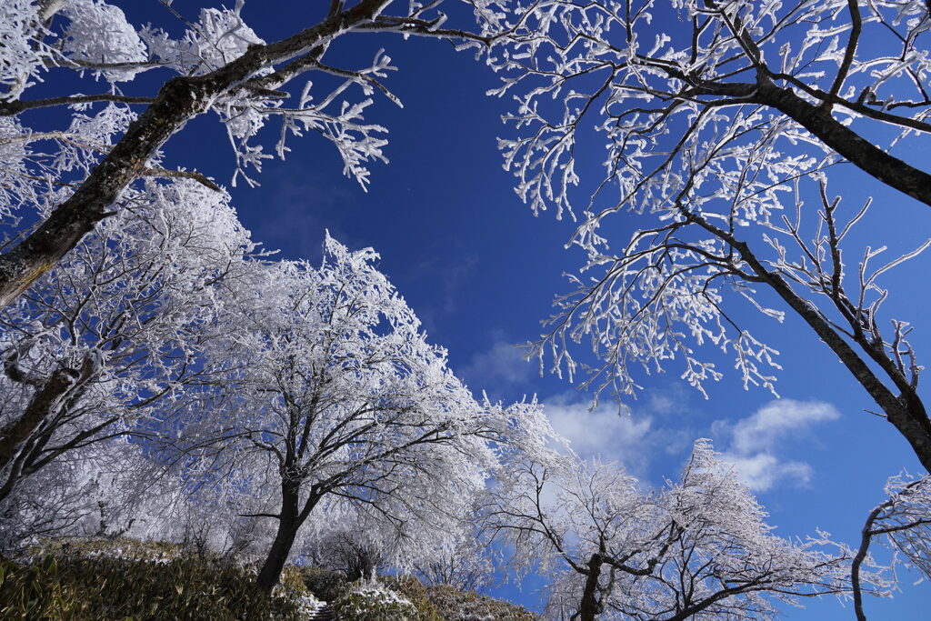霧氷の森