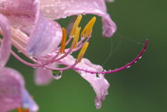 雨に濡れて