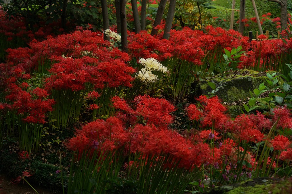 紅に囲まれて