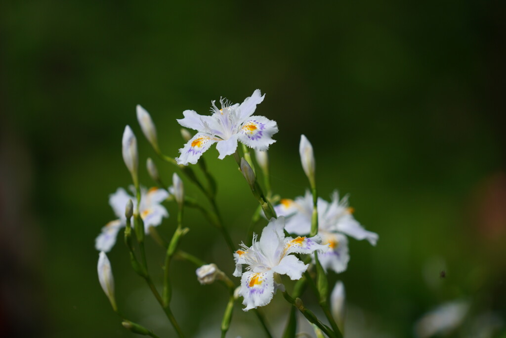 シャガの花