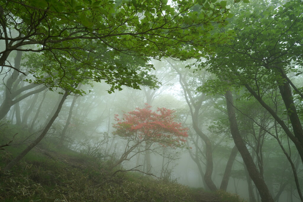 霧の中に1本
