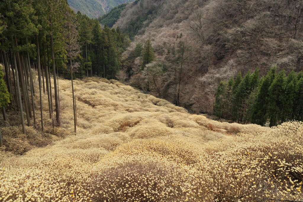屋敷山ミツマタ群生地