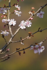 秋の桜