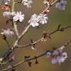 秋の桜