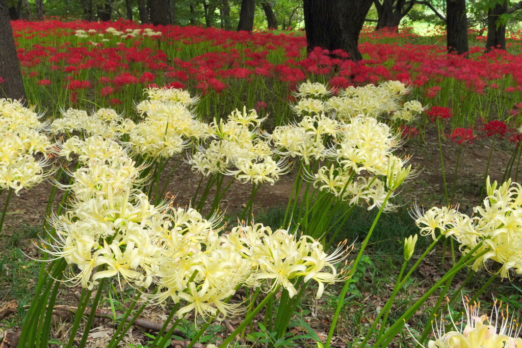 白い彼岸花いっぱいに