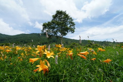キズゲ咲く花畑