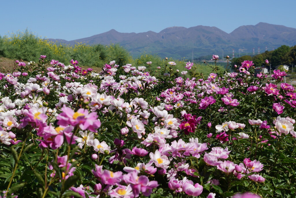 斜面彩るシャクヤクの花